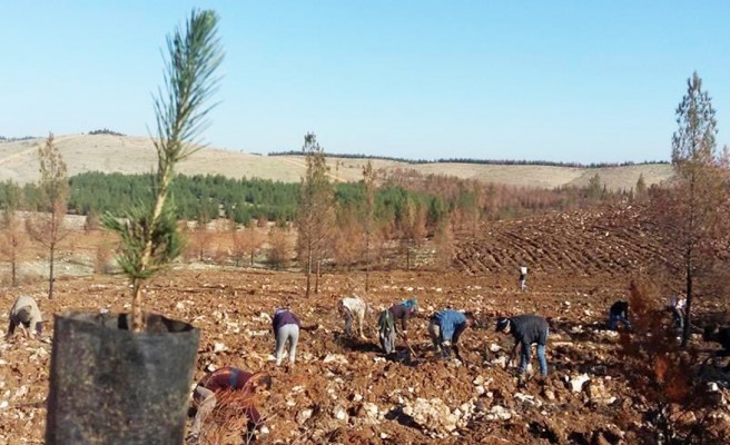 Yangınlarda kaybedilen alanlara fidanlar dikildi