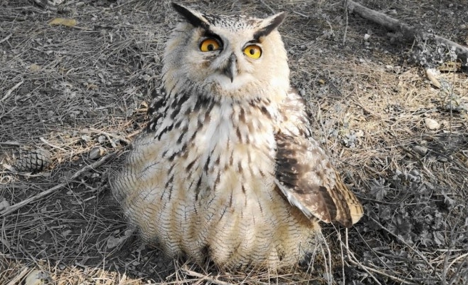 Tüfekle vurulan Puhu kuşu tedaviye alındı