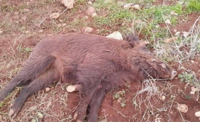 Şanlıurfa'da yaban domuzu telef oldu