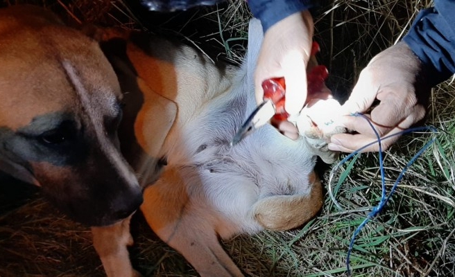Şanlıurfa'da dikenli tellere sıkışan köpek kurtarıldı