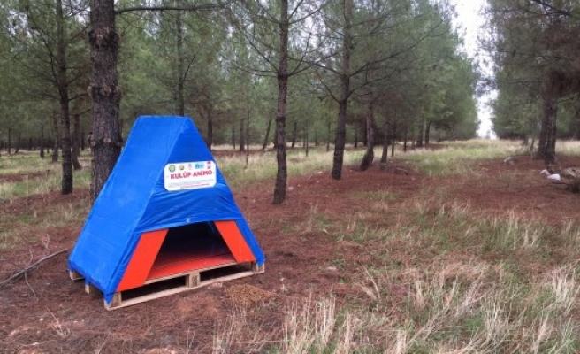 Şanlıurfa'da sokak köpekleri için kulübe yapıldı!