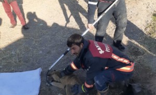 Şanlıurfa'da su borusuna sıkışan köpek kurtarıldı
