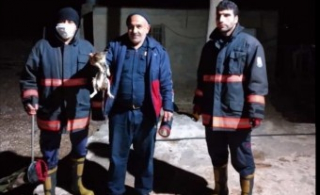 Urfa'nın ilçesinde su kuyusuna düşen kedi kurtarıldı!