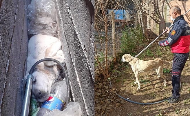 Suruç'ta bina boşluğuna sıkışan köpeği itfaiye kurtardı