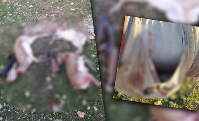 Urfa'da ceylanları katleden 4 kişiye 54 bin 900 lira ceza