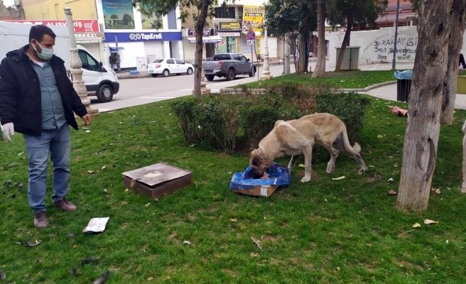 Urfa’nın ilçesinde sokak hayvanları unutulmadı