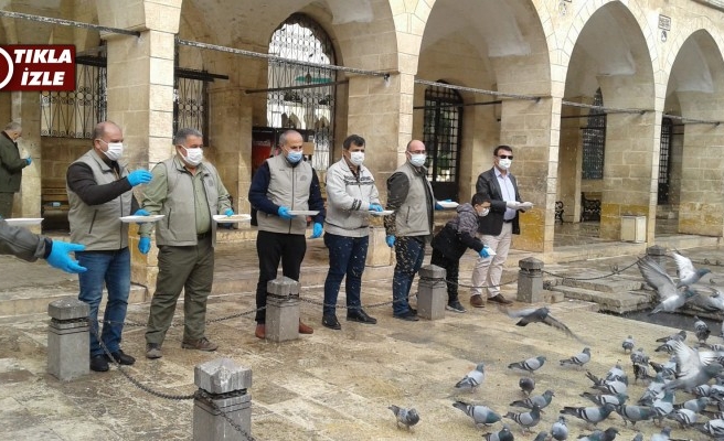 Şanlıurfa'da Doğa ve Koruma sokak hayvanlarını aç bırakmadı