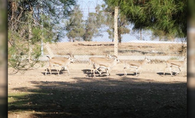 Sanatçı, futbolcu, otelci... Urfa'nın ceylanlarına büyük ilgi