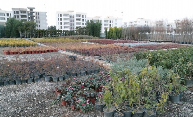 Eyyübiye’deki parklara farklı türlerden ağaçlar dikilecek!