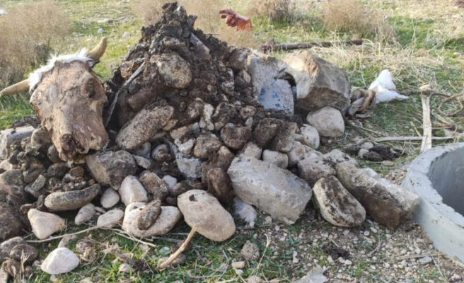 Urfa'da hayrete düşüren çalışma... Rögardan hayvan kafası çıktı