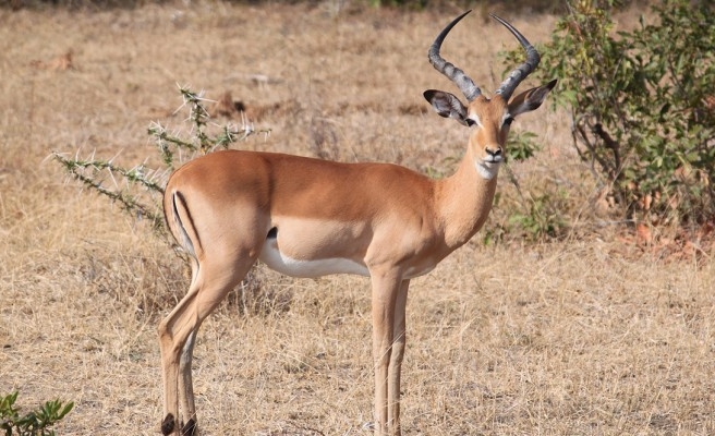 Urfa'da sadece 14 adet ceylan kaldığı iddialarına yanıt