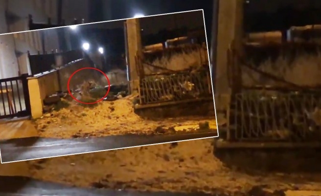 Şanlıurfa'da kent merkezine tilki indi