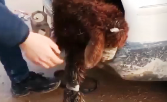 Otomobilin farından 4 kuzu çıktı