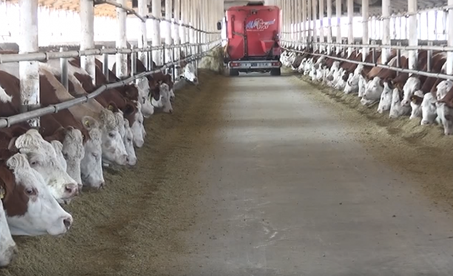 TİGEM günde 80 ton süt üreterek ekonomiye katkı sağlıyor