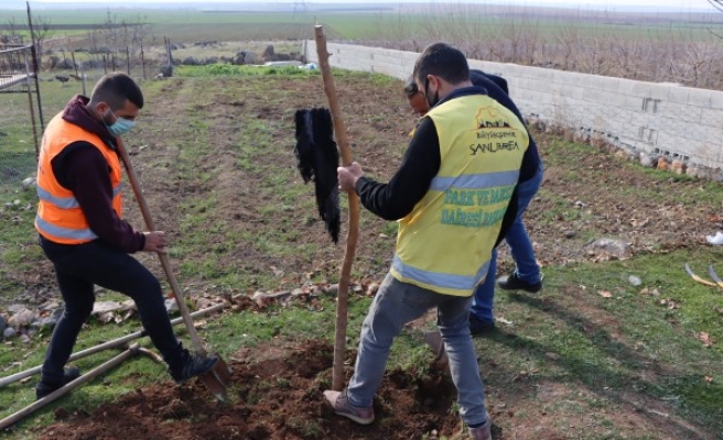 Büyükşehir’den ipekböcekçiliği için dut ağacı desteği