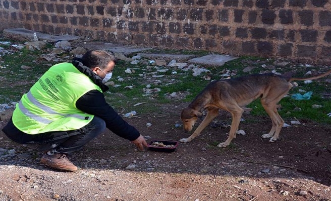 Siverek’te kısıtlamada sokak dostları unutulmadı