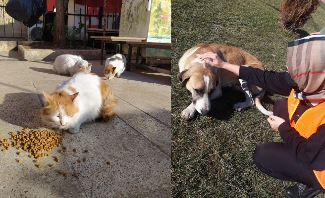 Gönüllü palyaçolar can dostları unutmadı