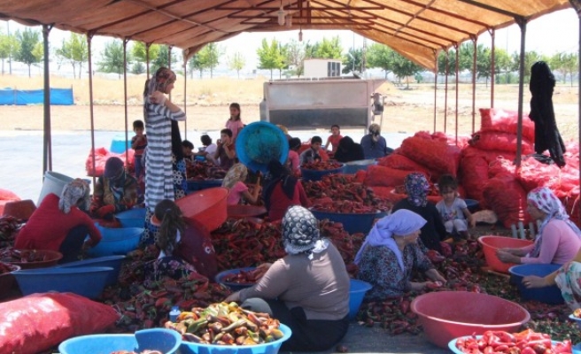 Şanlıurfa’da İsot Müzesi açılıyor