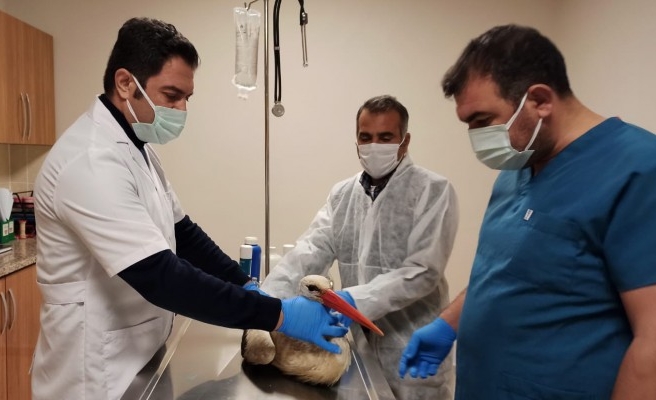 Şanlıurfa’da yaralı leylek tedaviye alındı