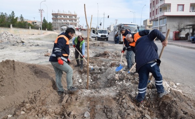 Viranşehir’de ağaçlandırma çalışması sürüyor