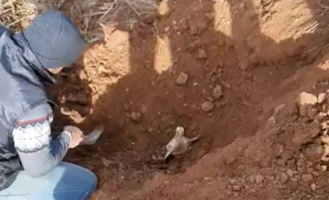 Şanlıurfa’da vatandaşların tilki kurtarma operasyonu