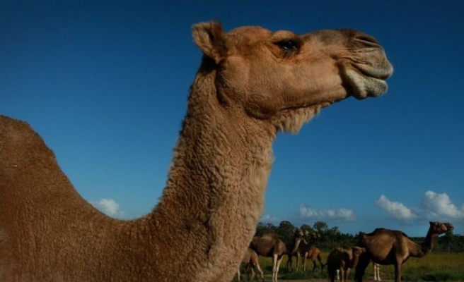 Şanlıurfa’da 39 deve kaldı