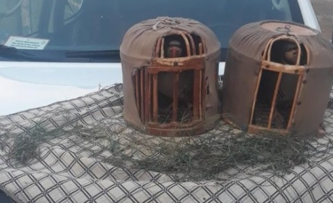 Şanlıurfa'da kaçak keklik avına operasyon