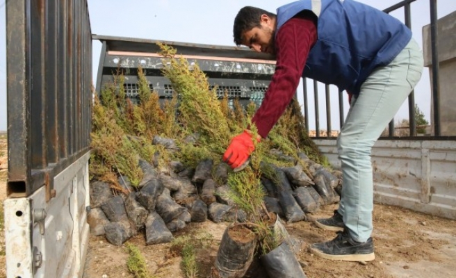 Haliliye’de fidanlar toprakla buluşuyor