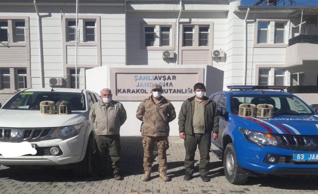 Şanlıurfa’da kınalı keklikler ele geçirildi