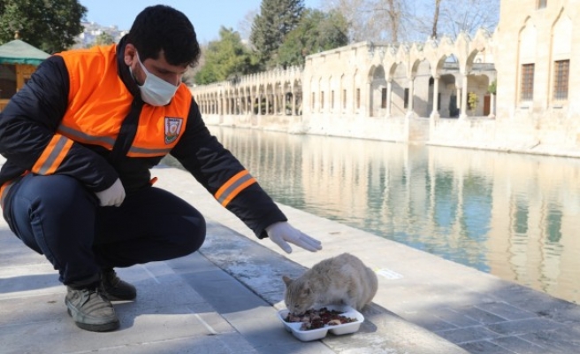 Şanlıurfa’da sokak hayvanları unutulmadı