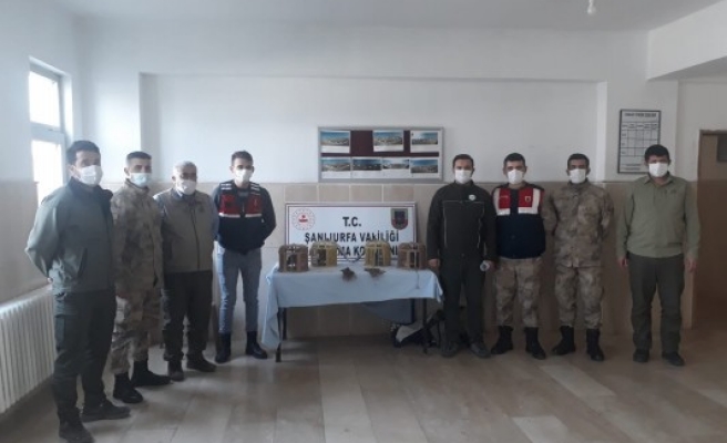 Şanlıurfa’da 11 kınalı keklik ele geçirildi