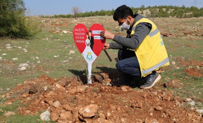 Haliliye’de evlenen çiftlere ömürlük hediye