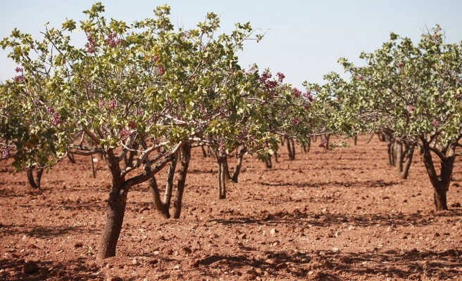 Şanlıurfa fıstık üretiminde rekor kırdı