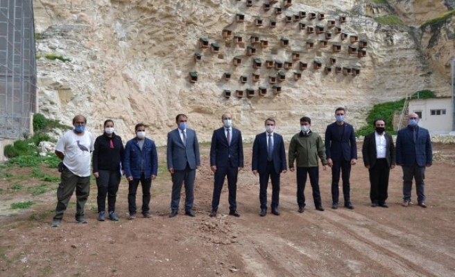 Baharın müjdesi kelaynaklar Birecik semalarında