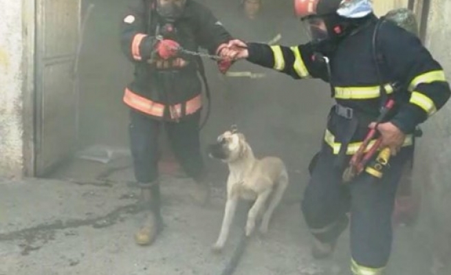 Şanlıurfa'da ahırda yangın