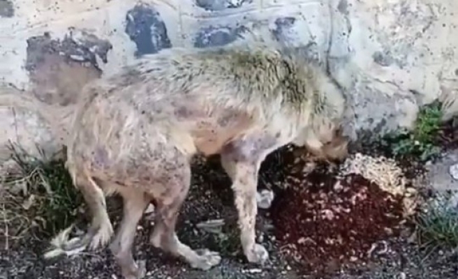 Sokak hayvanları ölüme terk ediliyor