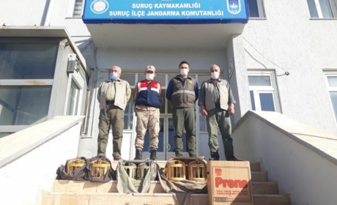 Suruç’ta kaçak avcılar yakalandı