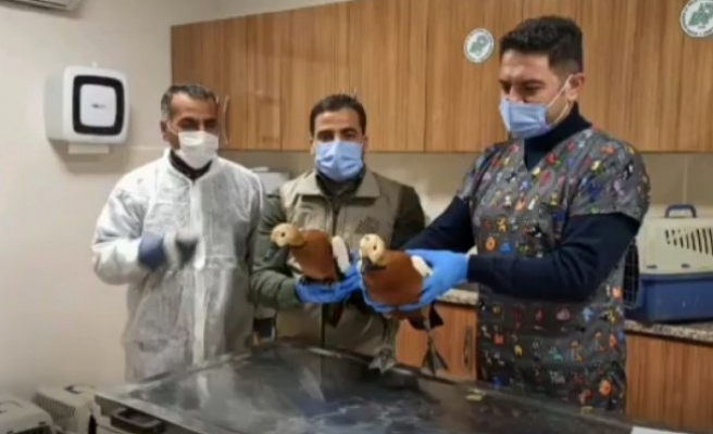 Şanlıurfa’da yabani kuşlar tedavi edildi