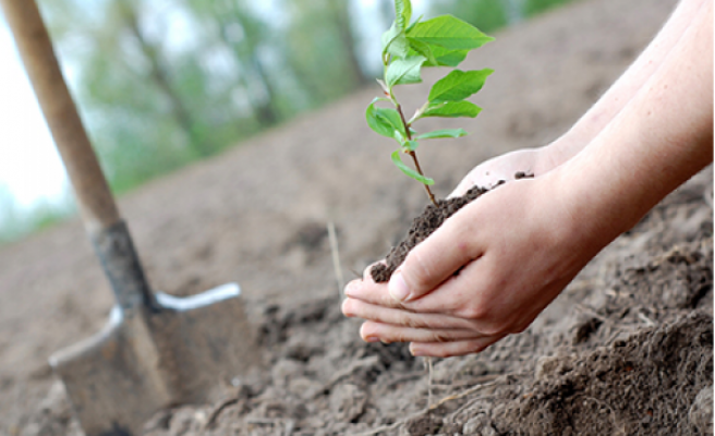81 İlde Mercan Ormanları oluşturulacak