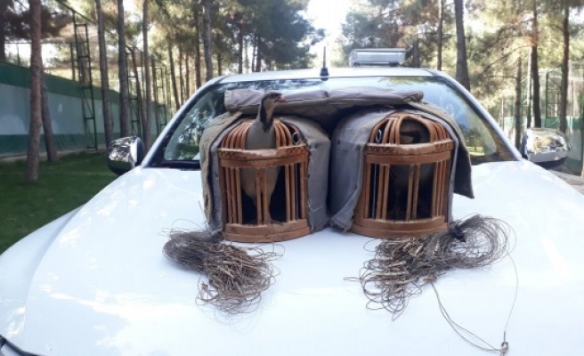 Şanlıurfa’da kaçak avcı yakalandı