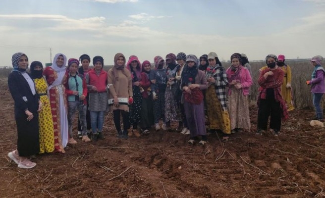 Şanlıurfa'da Kadınlar Günü'nü tarlada kutladılar