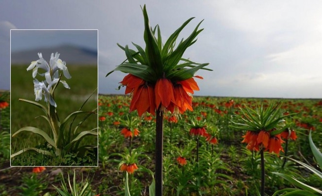 Karacadağ'ın ters laleleri eko turizme kazandırılmayı bekliyor