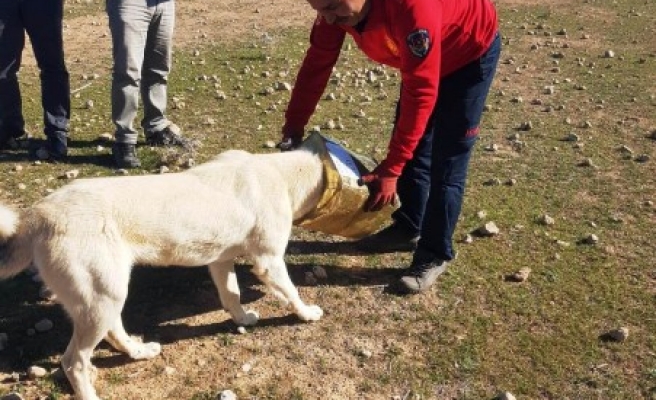 Kafası tenekeye sıkışan köpeği itfaiye kurtardı