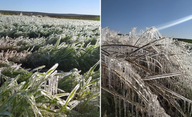 Suruç’ta çiftçiyi don vurdu  