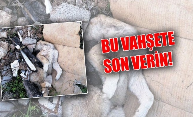 Ceylanpınar’da vahşet!