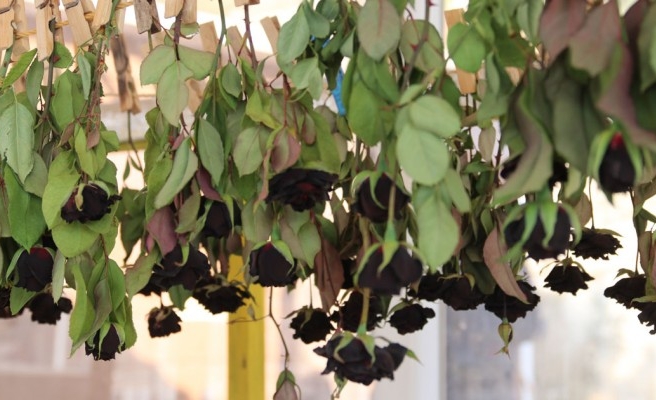 Halfeti'nin 'Karagül'ü tescillendi