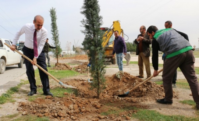 Akçakale’de ağaç dikim çalışmaları sürüyor