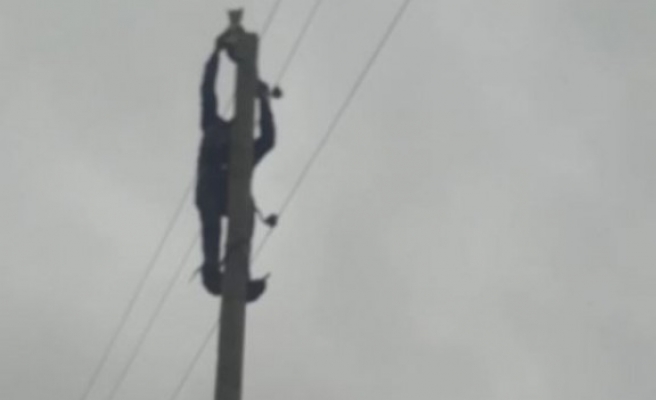 Şanlıurfa'da bir vatandaş kedi için canını tehlikeye attı