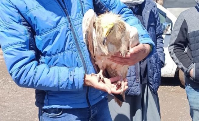 Siverek’te Mısır akbabası bulundu (EK)