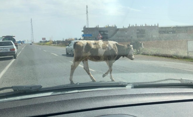 Yola çıkan hayvanlar tehlike saçıyor